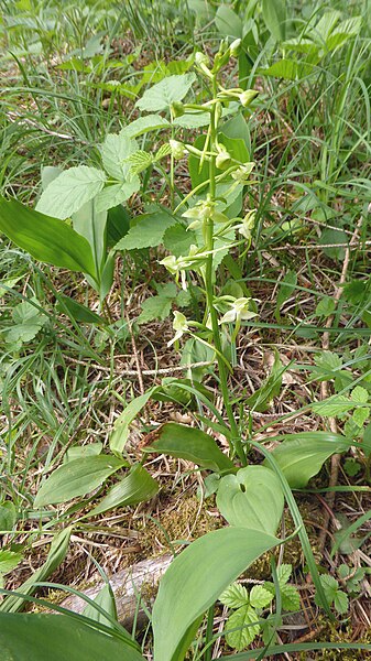File:Platanthera chlorantha 07.jpg