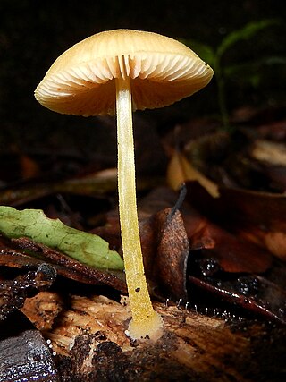 <i>Pluteus lutescens</i> Species of fungus