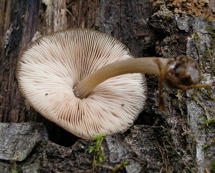 File:Pluteus plautus 414818.jpg