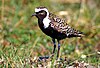 Prairie golden plover