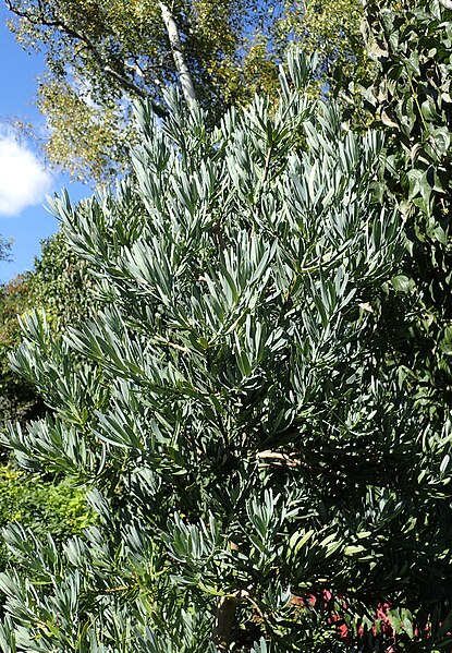 File:Podocarpus elongatus 'Monmal' kz1.jpg