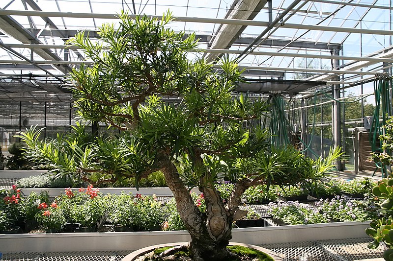 File:Podocarpus macrophyllus 9zz.jpg