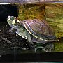 Vorschaubild für Terekay-Schienenschildkröte