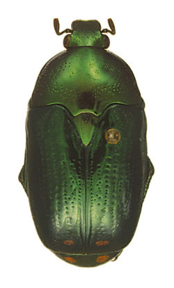 Poecilopharis ghizoensis Type.jpg