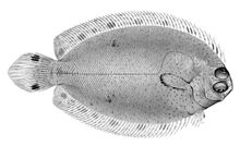 Poecilopsetta hawaiiensis.jpg