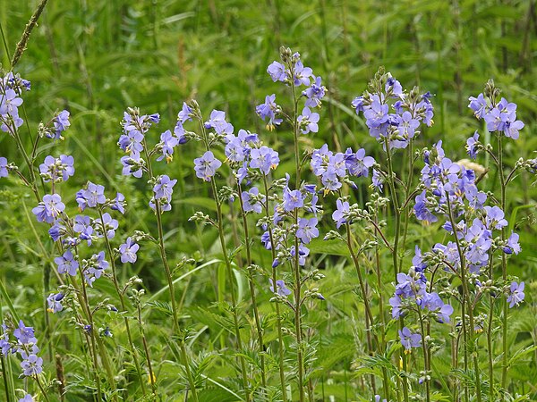 The White Peak is a national stronghold of Polemonium caeruleum (Jacob's ladder)