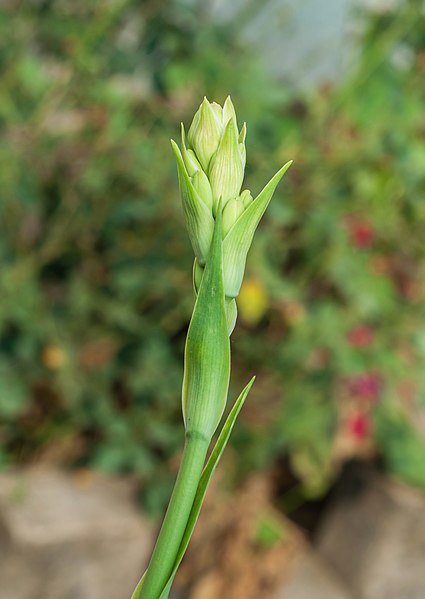 ファイル:Polianthes tuberosa, Burdwan, West Bengal, India 10 01 2013.jpg