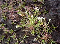 Polycarpaea corymbosa