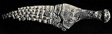 Flipper of Polycotylus latipinnis. P. latipinnis was described by Cope in 1869. Polycotylus latipinnis paddle Williston.jpg