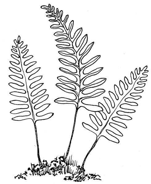 File:Polypody (PSF).png