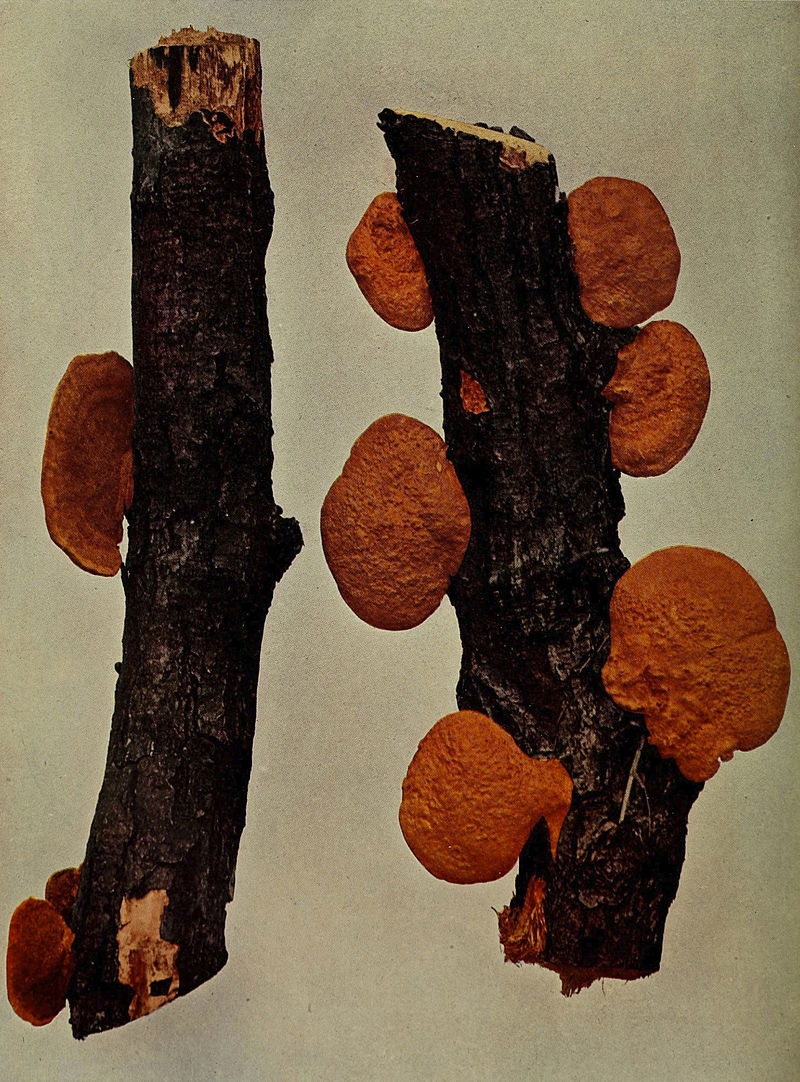 Fungus - Wikipedia