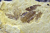 Polystoechotites barksdalae wing fossil