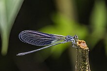 Polythore gigantea male Choco.jpg