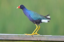 Purple gallinule Porphyrio martinica 72028770.jpg