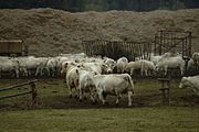 Čeština: Krávy ve vesnici Pozovice u Jihlavy, kraj Vysočina English: Cattle on a meadow near the village of Pozovice, Vysočina Region, CZ