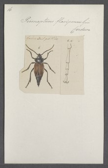 Prionapterus - Druck - Iconographia Zoologica - Spezialsammlungen Universität Amsterdam - UBAINV0274 032 03 0004.tif