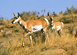 Pronghorn antelope.jpg