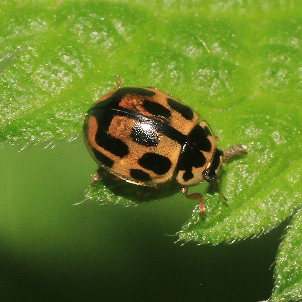 File:Propylea quatuordecimpunctata 134938746.jpg