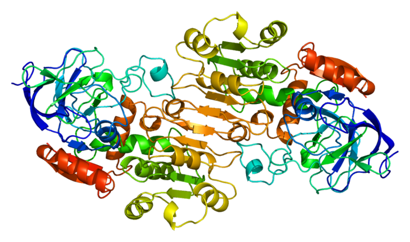 File:Protein ADH1B PDB 1deh.png