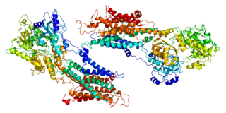 ATP2A1 protein-coding gene in the species Homo sapiens