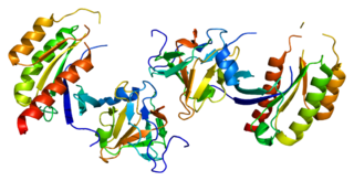 <span class="mw-page-title-main">RAB8A</span> Protein-coding gene in the species Homo sapiens