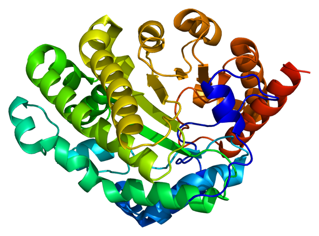 Uroporphyrinogen III decarboxylase