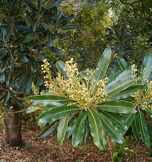 <i>Protorhus longifolia</i>