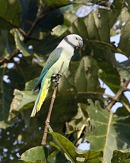 Blue-winged parakeet Species of bird
