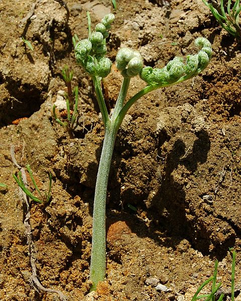 File:Pteridium aquilinum 2005 spring 001.jpg