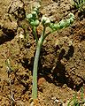 Young frond; Japan