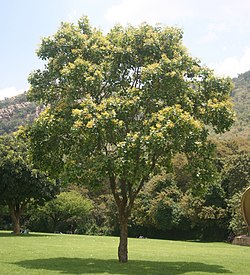 Pterocarpus rotundifolius, habitus, Walter Sisulu NBT, a.jpg