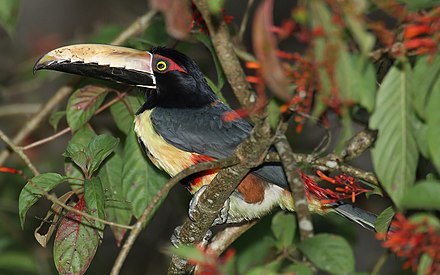 Collared Aracari, Darien National Park