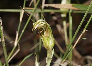 <i>Pterostylis ophioglossa</i> species of plant