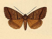 Ptichodes herbarum.JPG