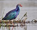 Purple Swamphen I MG 9435.jpg