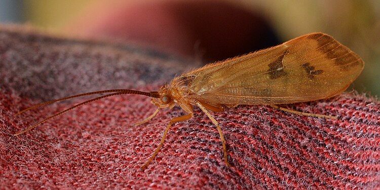 Caddisfly (Trichoptera)