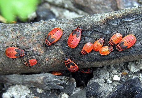 File:Pyrrhocoris apterus juv.jpg