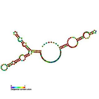 Small nucleolar RNA SNORA73