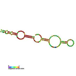 <span class="mw-page-title-main">Small nucleolar RNA SNORA52</span>