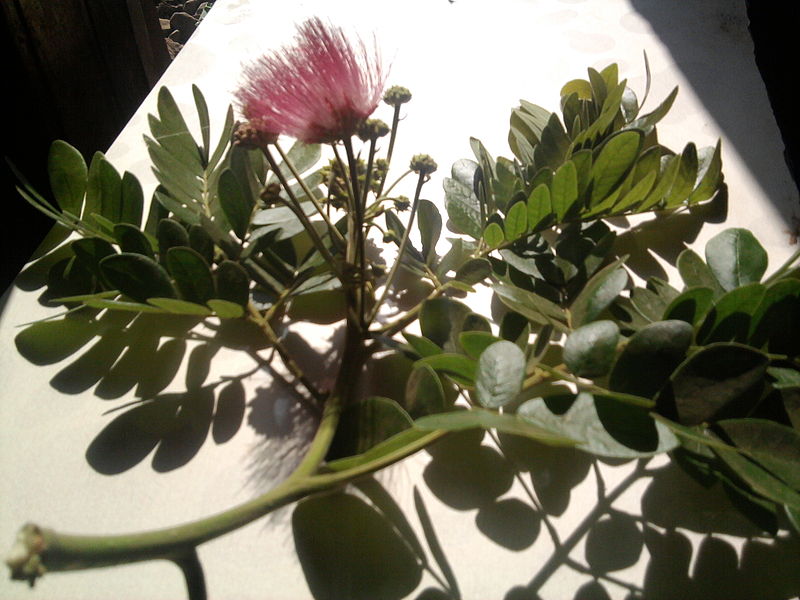 File:Rain Tree Flower (4).jpg