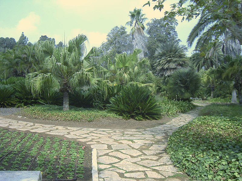 File:Ramat Hanadiv Palms gard1.jpg