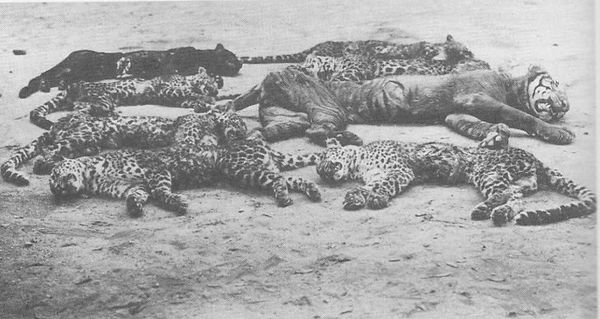 Seven Javan leopards and one Javan tiger killed during Rampokan, circa 1900.