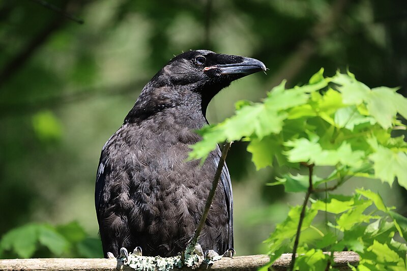 File:Raven Fledgling Upper Body.jpg