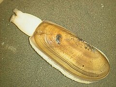 Pacific razor clam