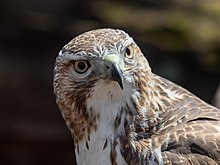 Close-up of red-tailed hawk's head Red-tailed hawk in Central Park (24796).jpg