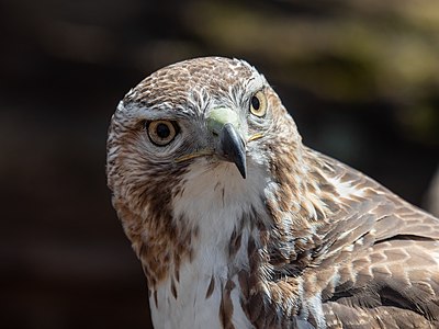 Buteo jamaicensis (Red-tailed Hawk) in Central Park