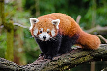 Ailurus fulgens Wikip dia