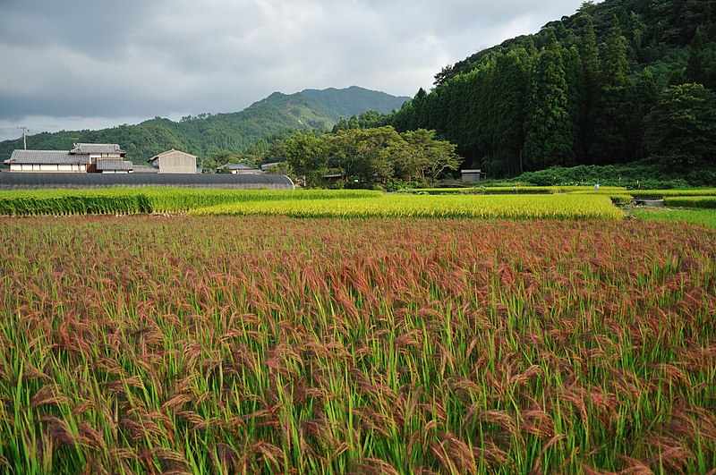 File:Red Rice Paddy field in Japan 009.jpg