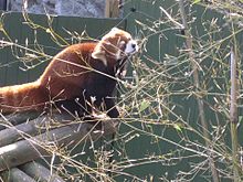Panda roux Benji, 28 cm, orange 