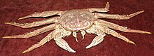 The crab Plagusia chabrus is the most important food source for sharptooth houndsharks off South Africa. Red rock crab, Plagusia chabrus.jpg